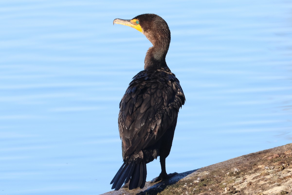 Cormorán Orejudo - ML646019059