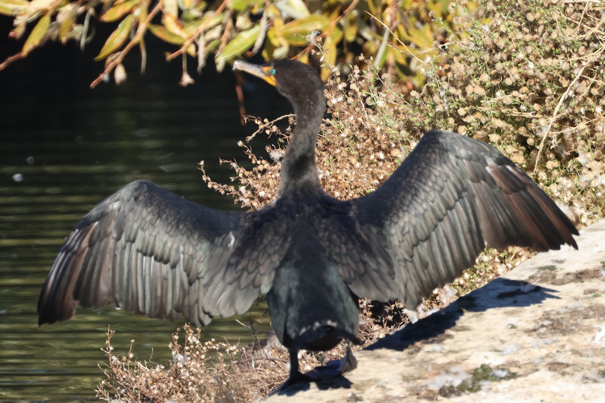 Cormorán Orejudo - ML646019060