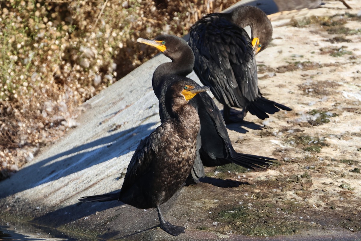 Cormorán Orejudo - ML646019061