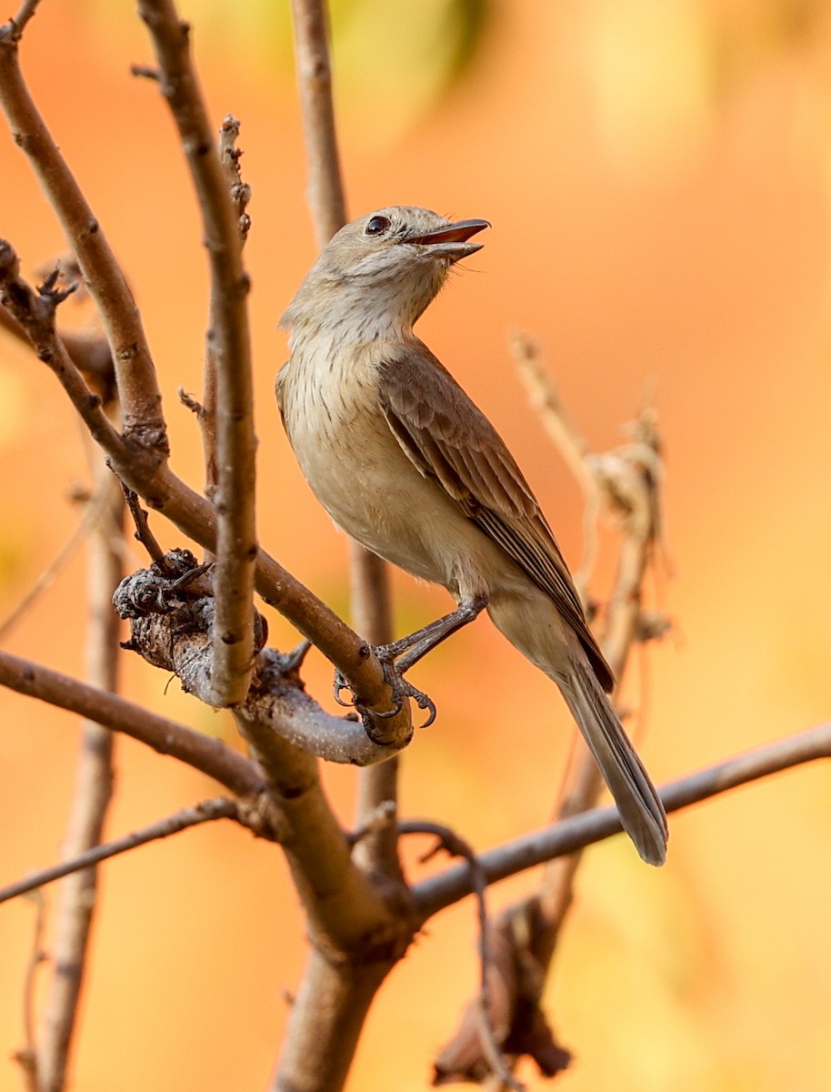 Silbador Rufo - ML646019063