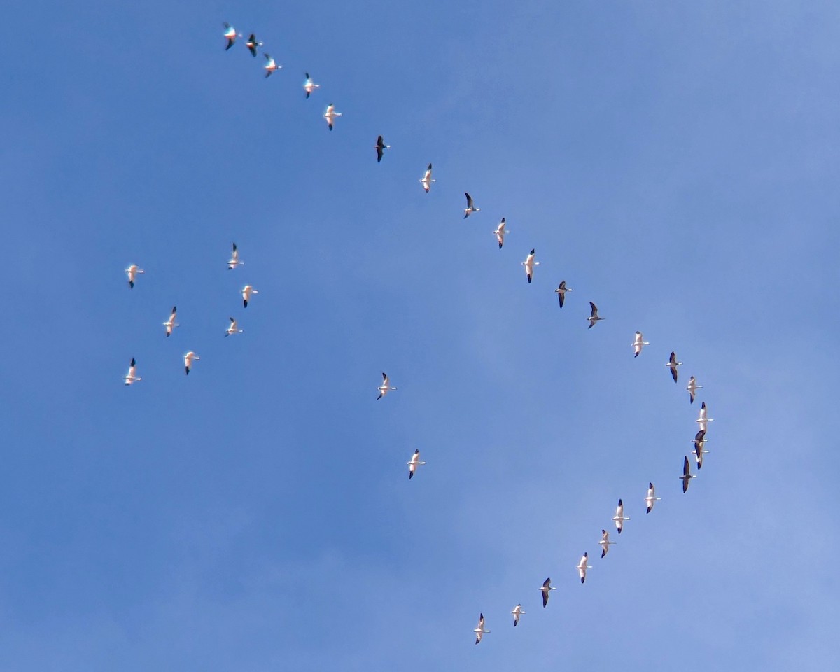 Ánsar Nival - ML646019065