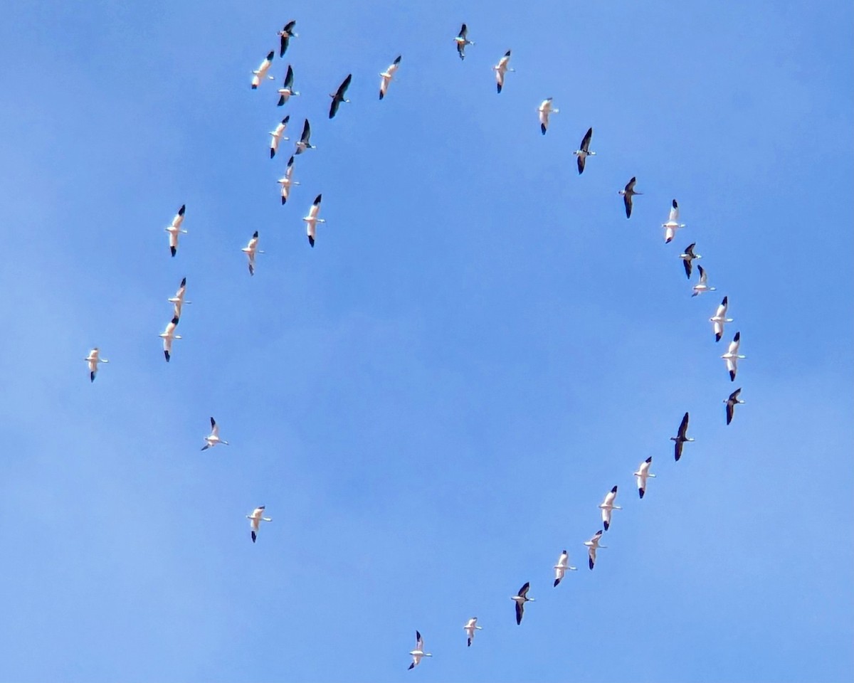 Ánsar Nival - ML646019066