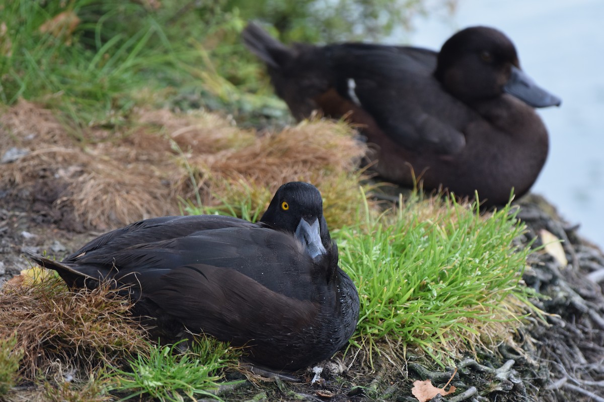 Yeni Zelanda Patkası - ML646019067