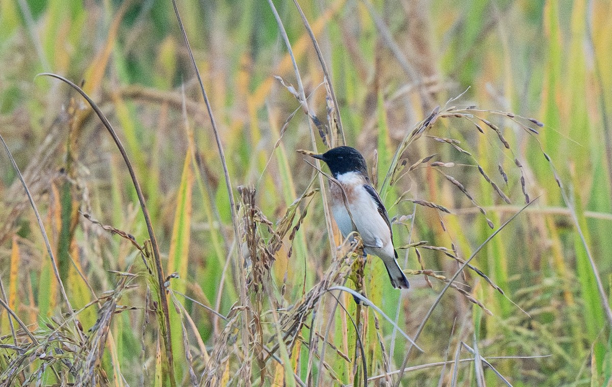 Tarabilla Siberiana - ML646019068