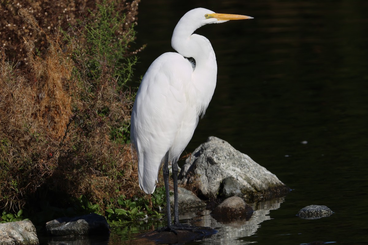 Garceta Grande - ML646019073