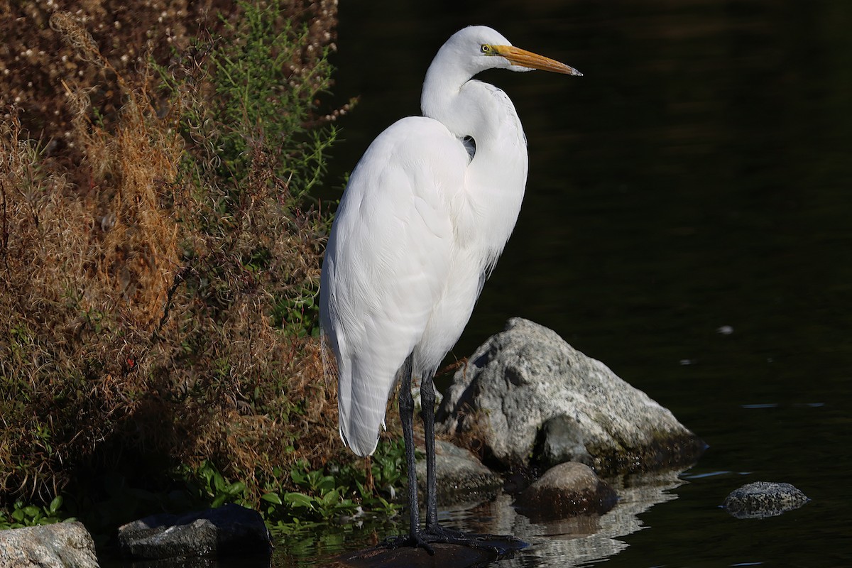 Garceta Grande - ML646019074