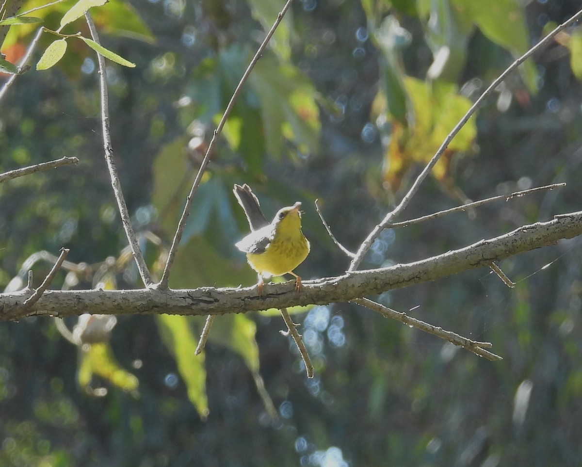 Canada Warbler - ML646019080