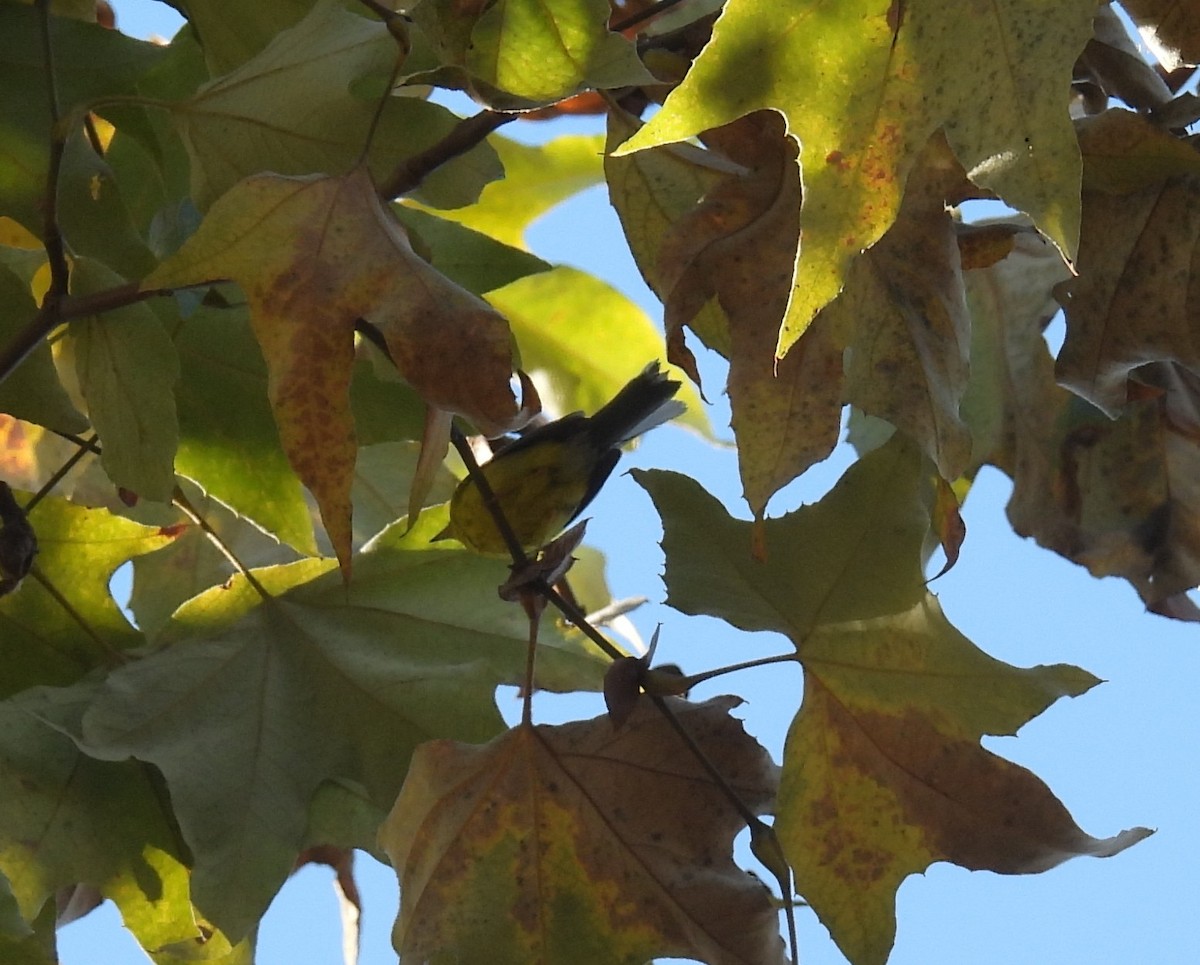Canada Warbler - ML646019083