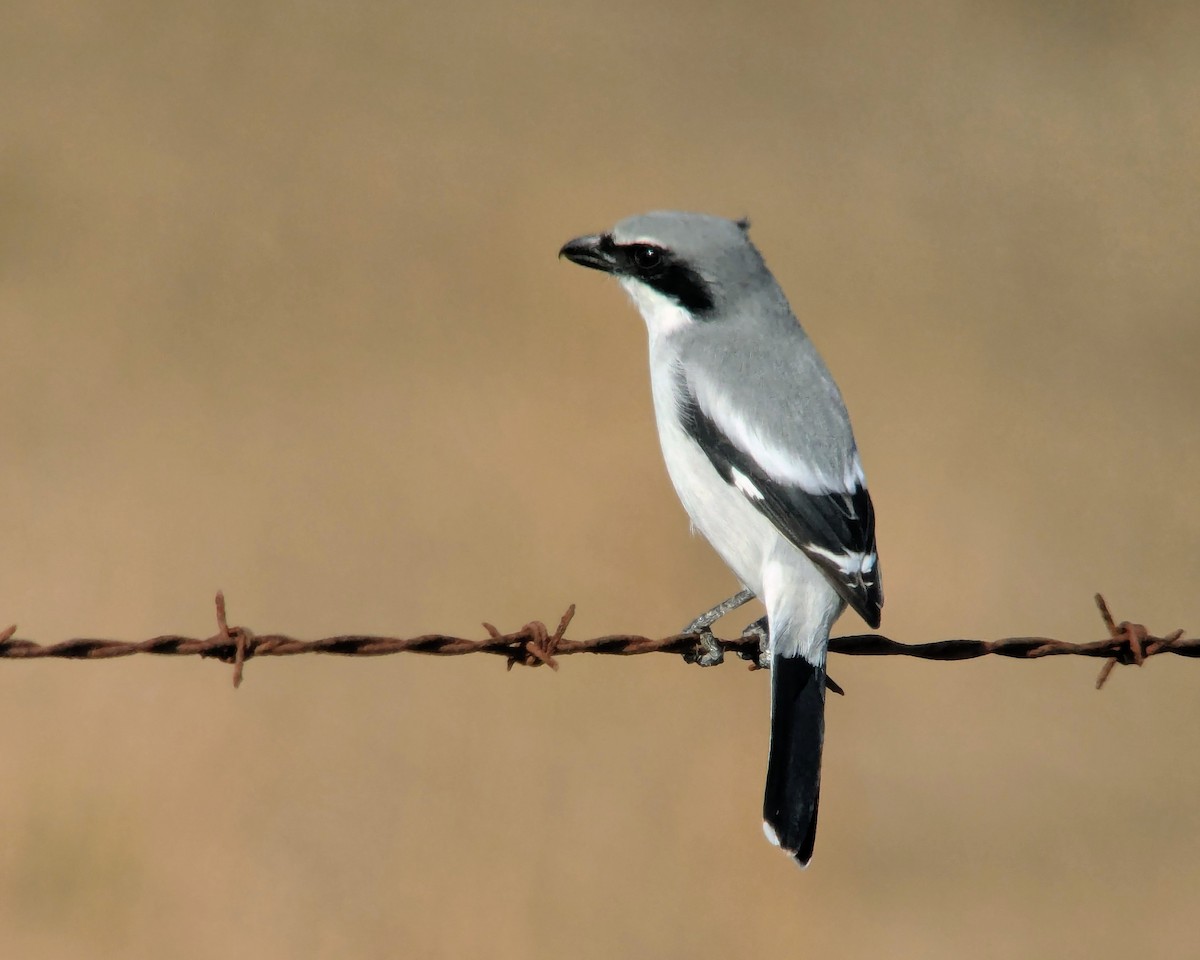 Loggerhead Shrike - ML646019084