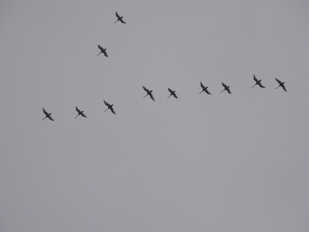 Tundra Swan - ML646019085