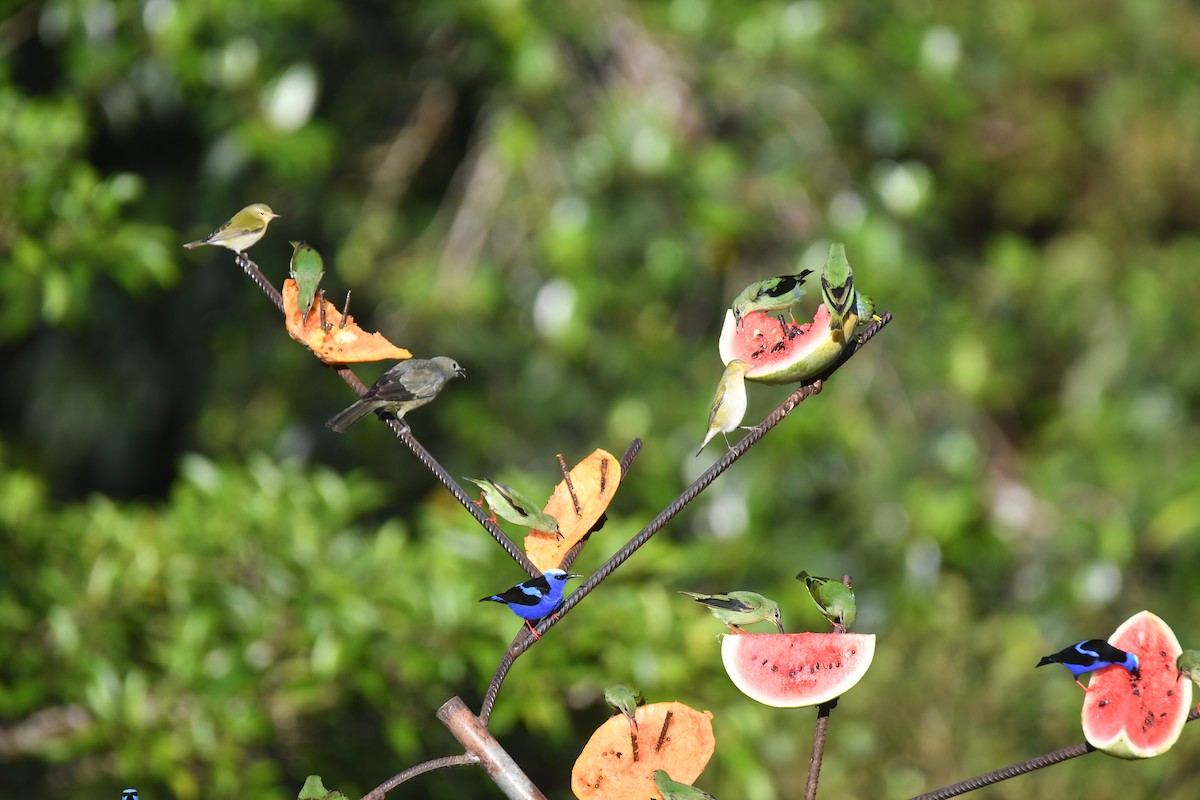 Red-legged Honeycreeper - ML646019086