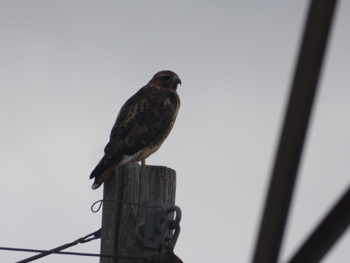 Краснохвостый канюк - ML646019095