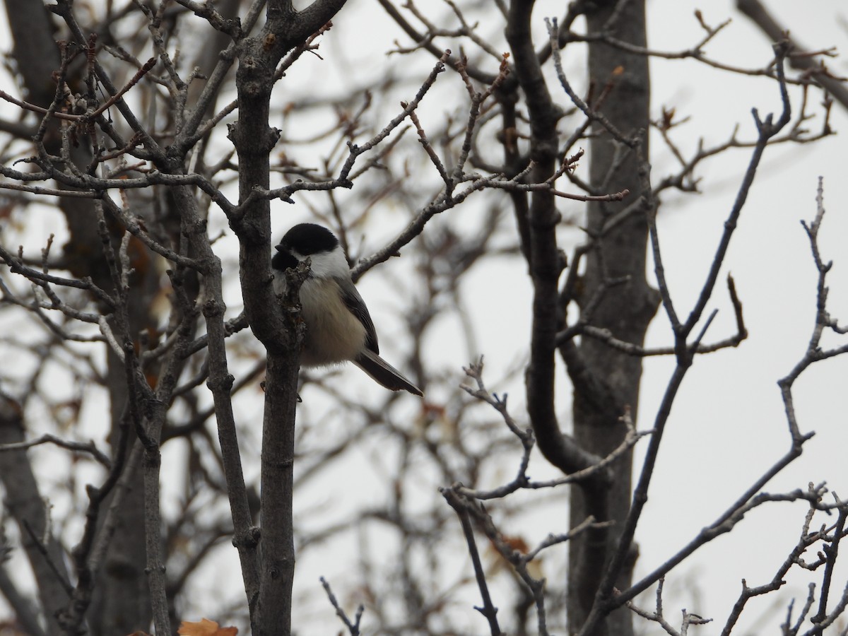 Black-capped Chickadee - ML646019100