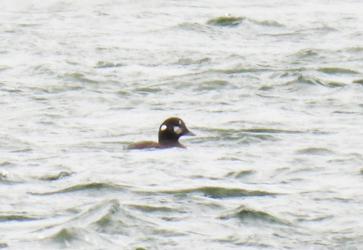 Ahate arlekina - ML646019105