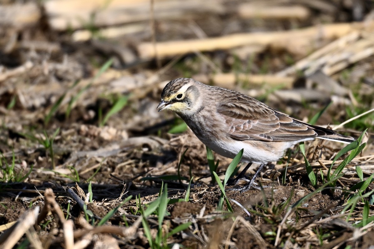 Жайворонок рогатий - ML646019109