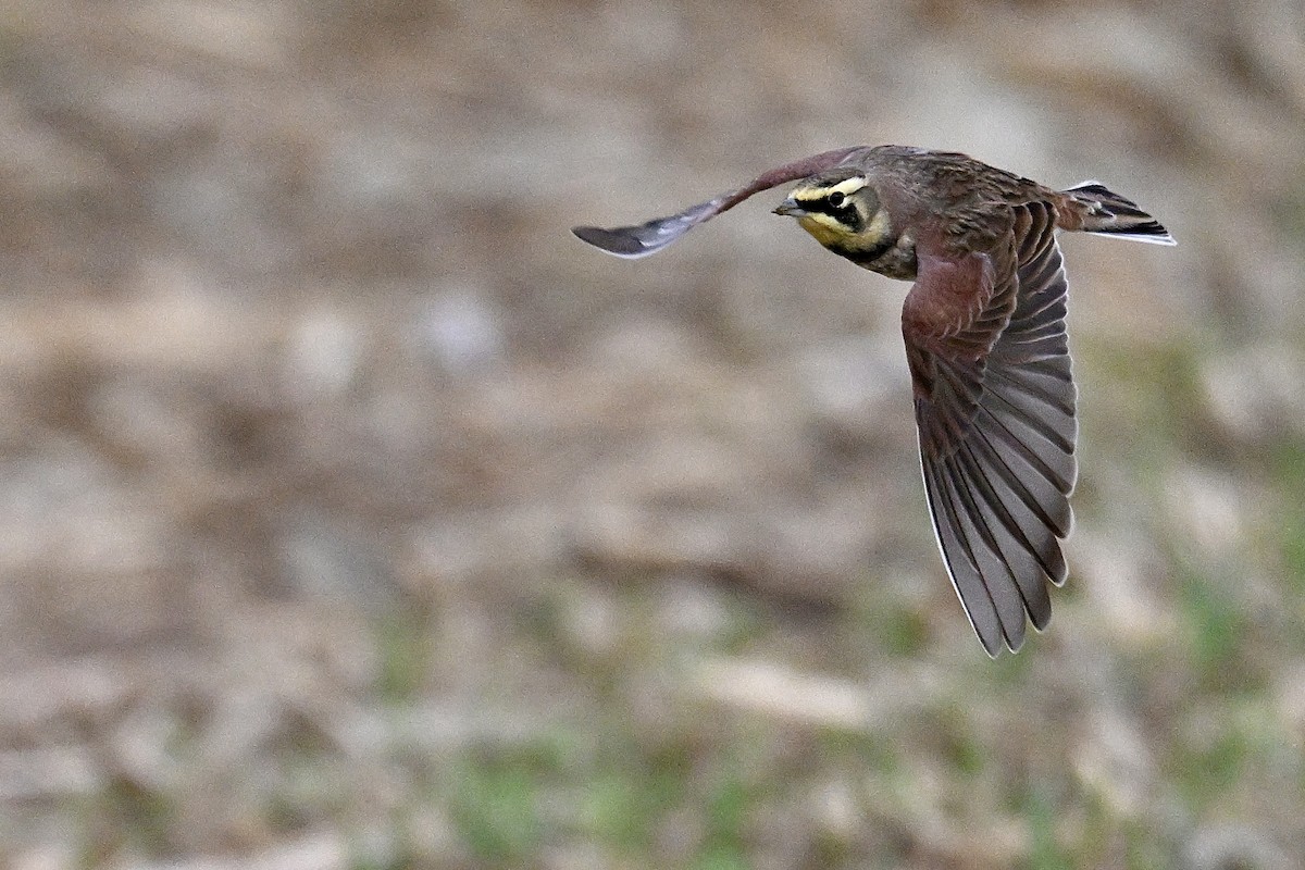 Horned Lark - ML646019110