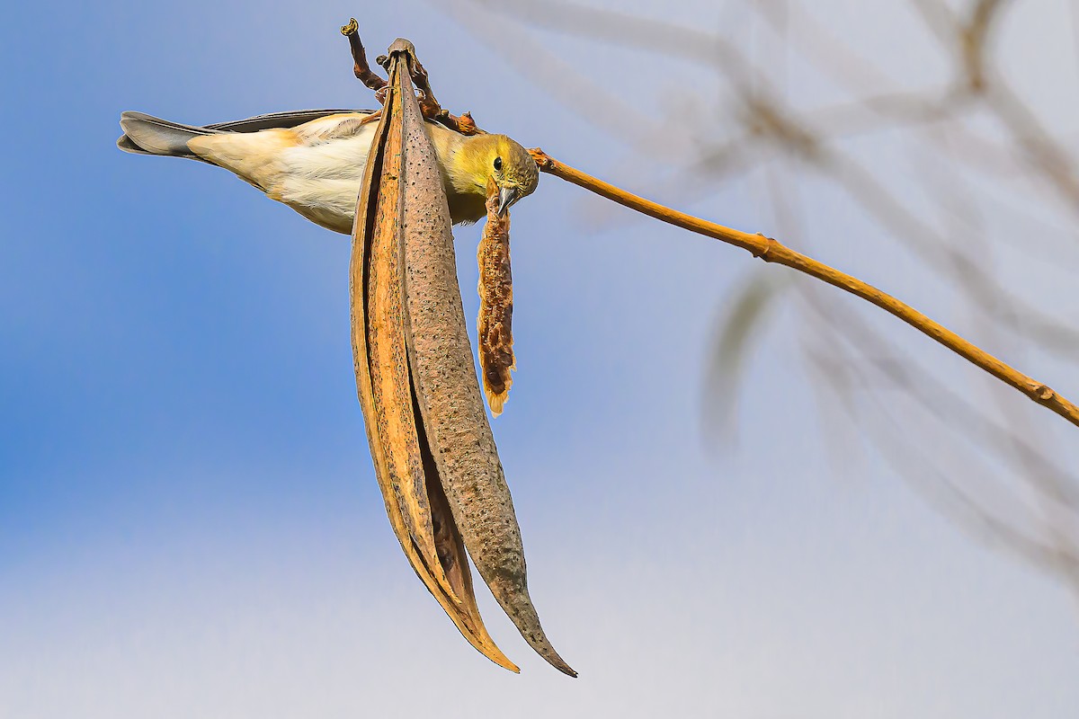 Altın İskete - ML646019114