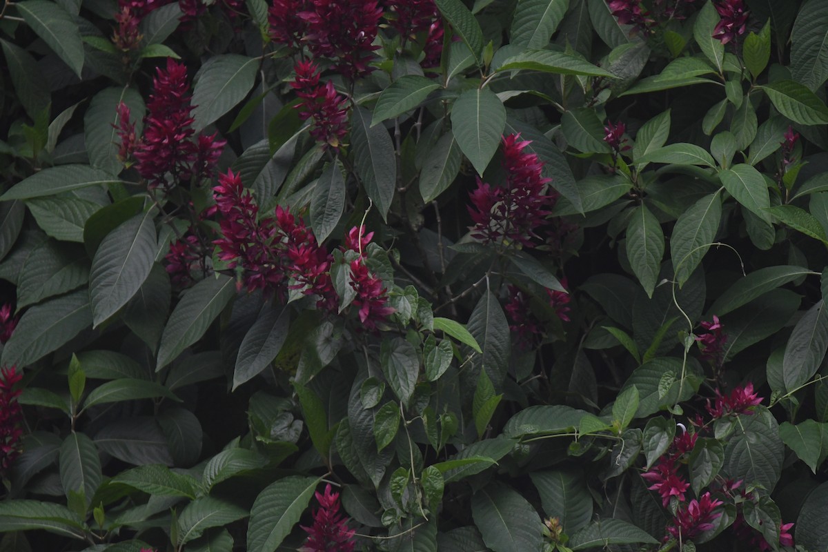 Rufous-tailed Hummingbird - ML646019133