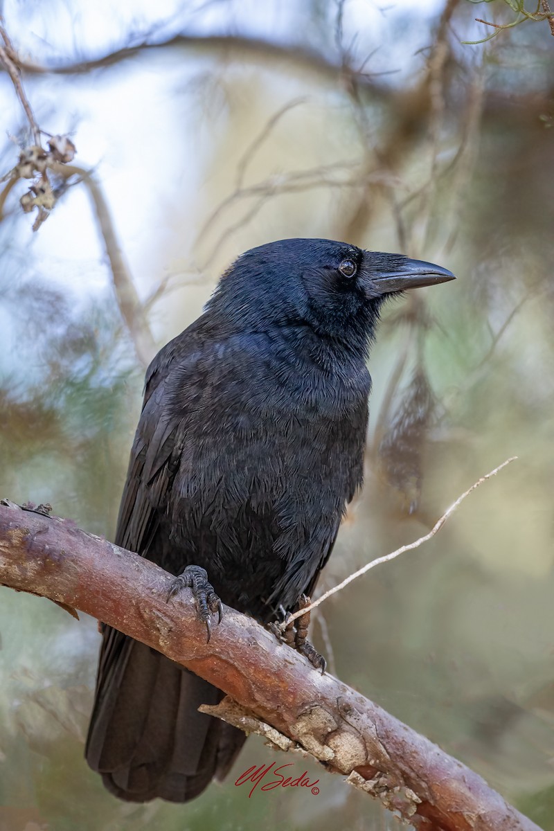 Hispaniolan Palm-Crow - ML646019134