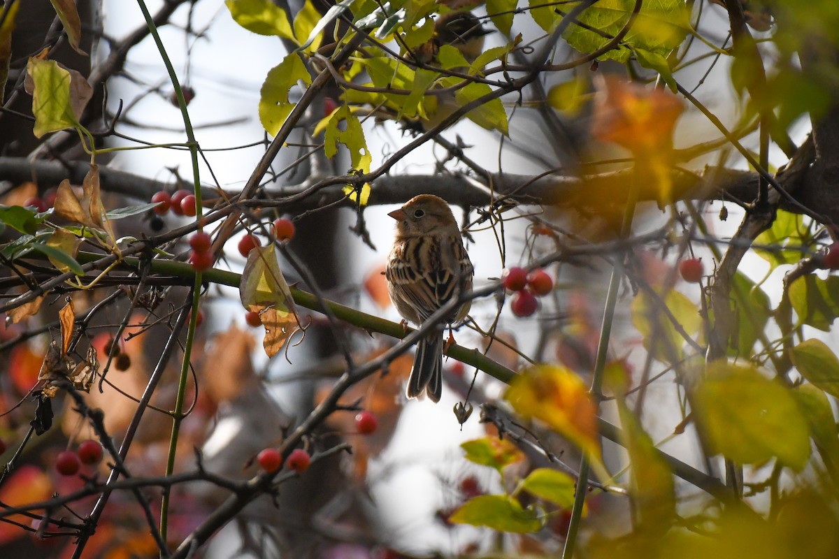 Field Sparrow - ML646019135