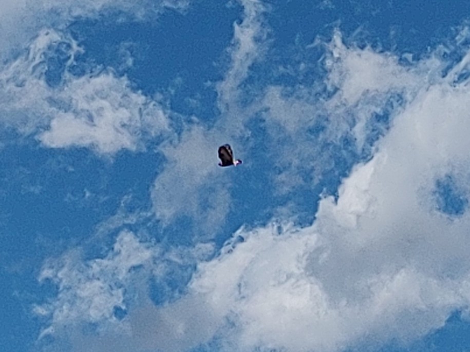 Rough-legged Hawk - ML646019136