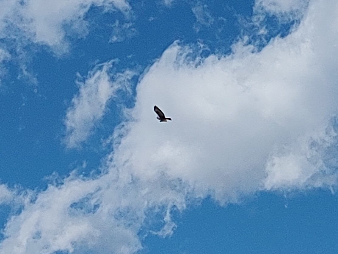 Rough-legged Hawk - ML646019137