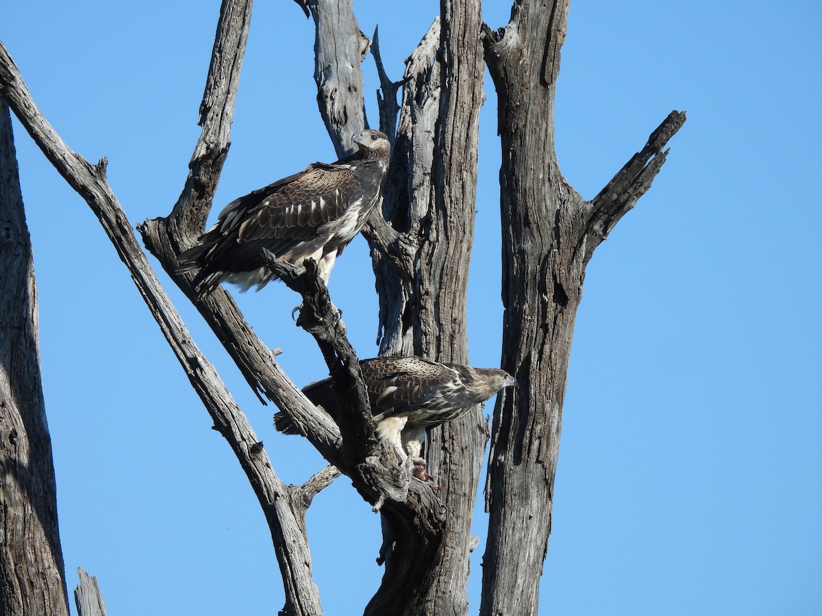 African Fish-Eagle - ML646019140