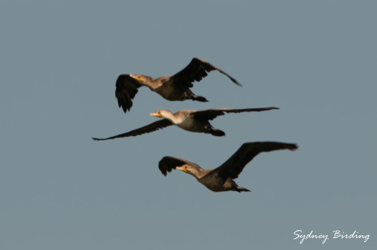 Double-crested Cormorant - ML646019142