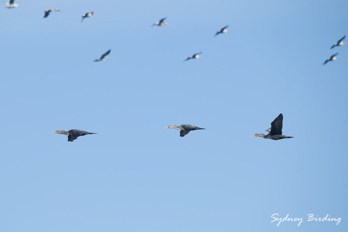 Double-crested Cormorant - ML646019143
