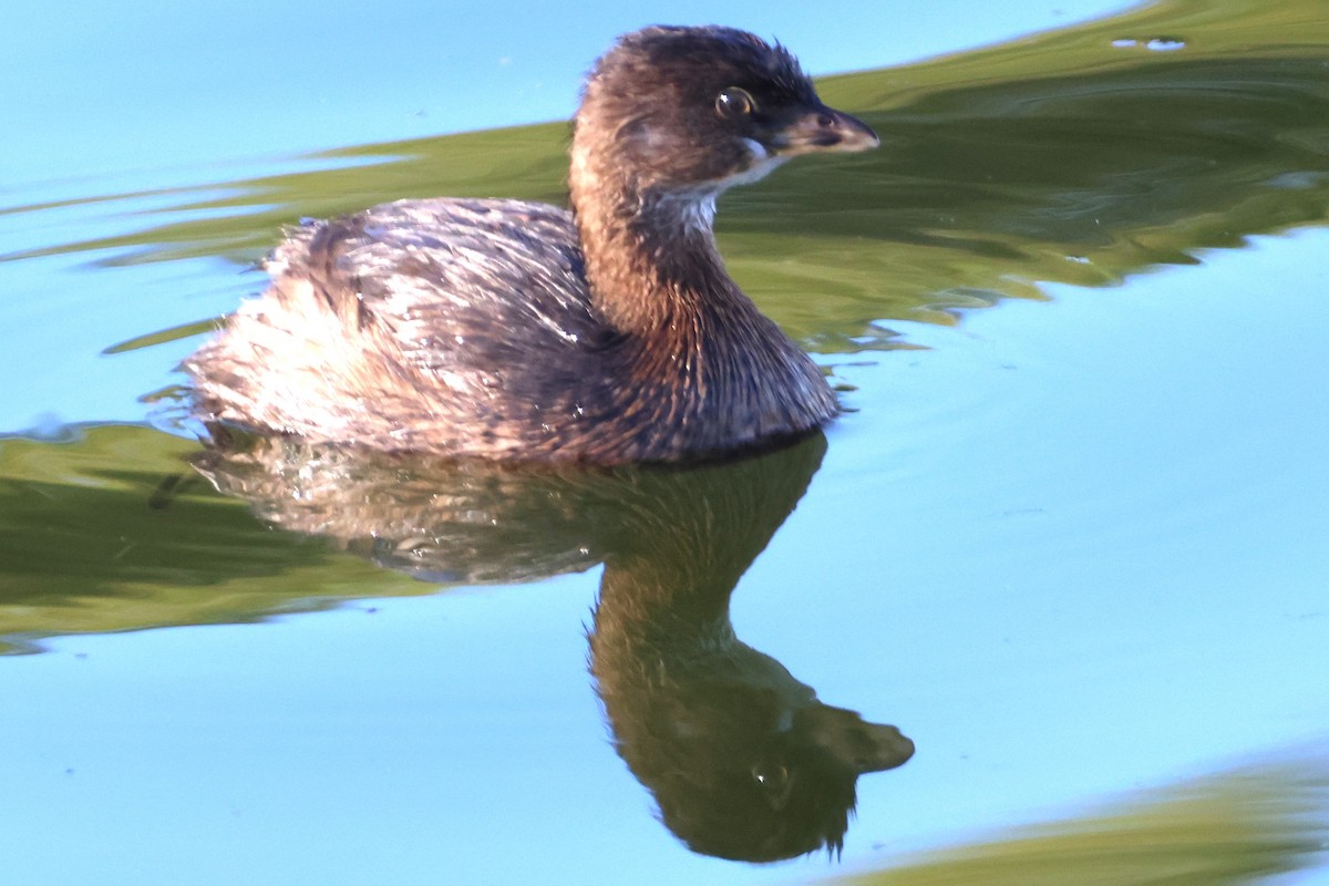 Pied-billed Grebe - ML646019144