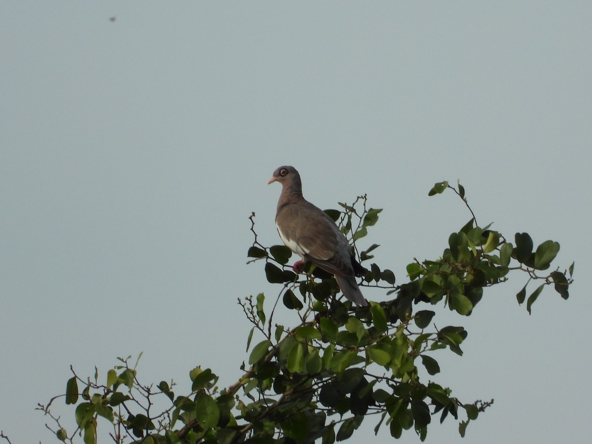 Bare-eyed Pigeon - ML646019146
