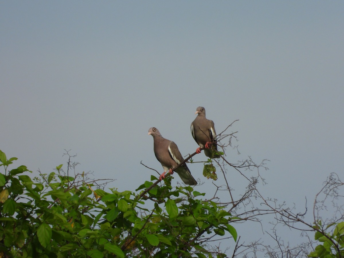 Bare-eyed Pigeon - ML646019147