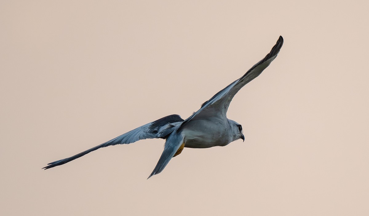 Black-winged Kite - ML646019148
