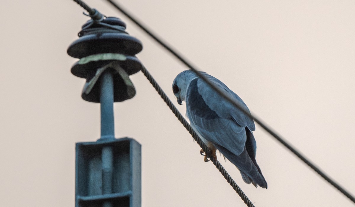 Black-winged Kite - ML646019149