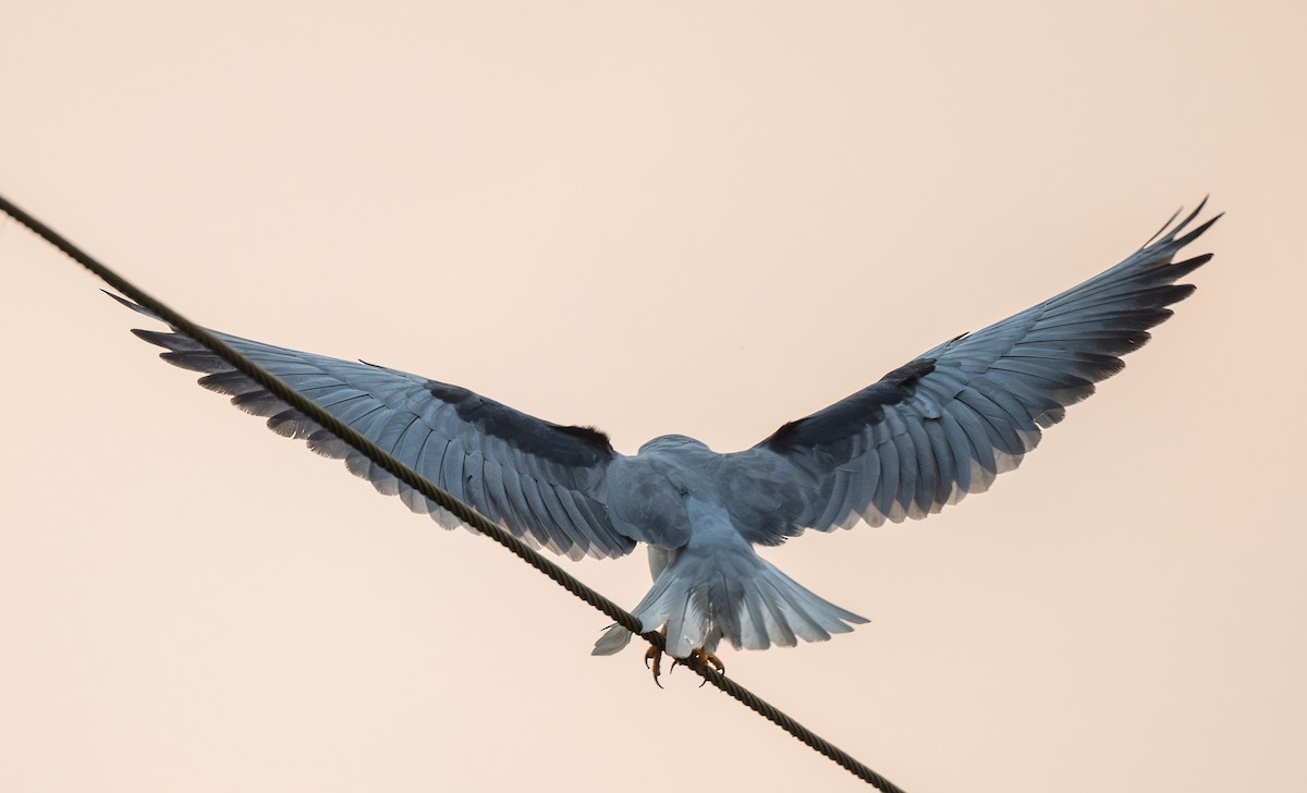 Black-winged Kite - ML646019150