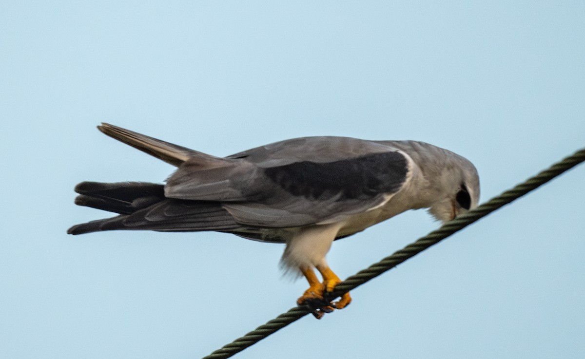 Black-winged Kite - ML646019151