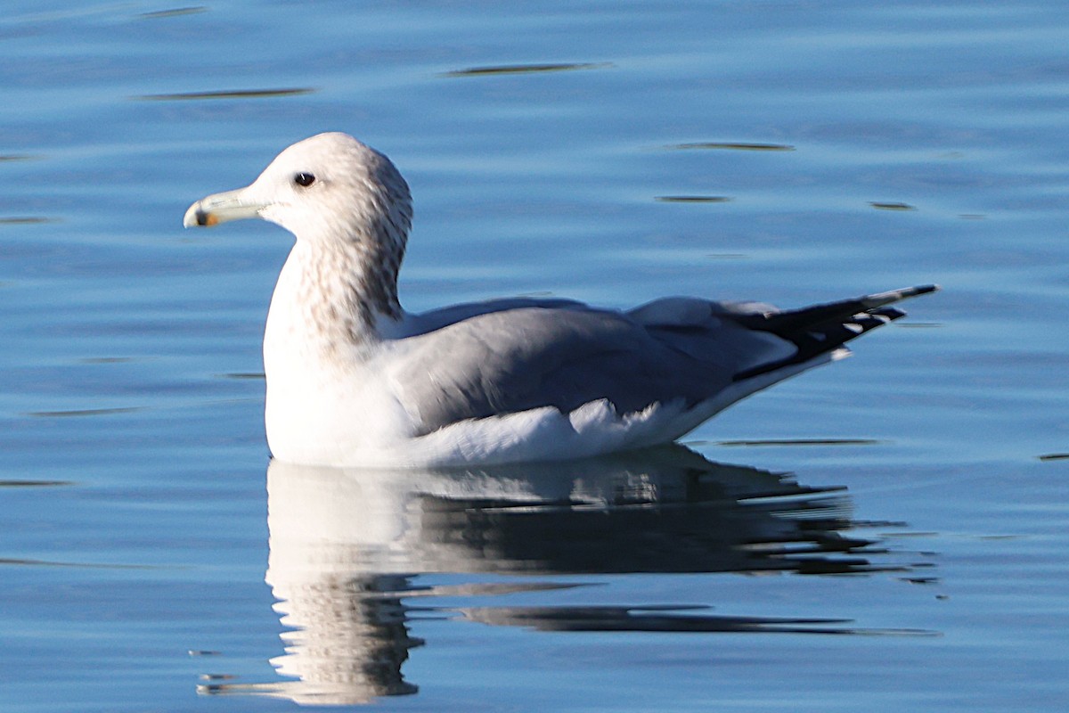 California Gull - ML646019152
