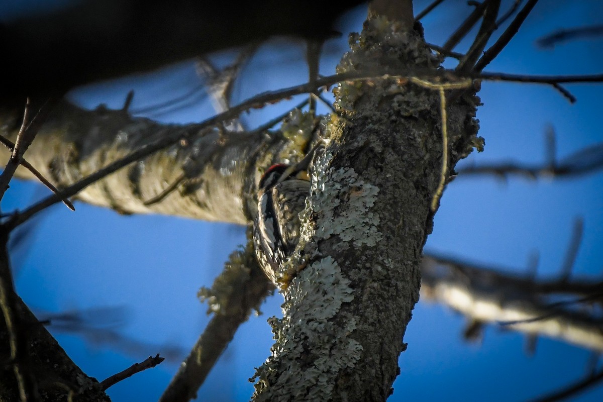 Yellow-bellied Sapsucker - ML646019153
