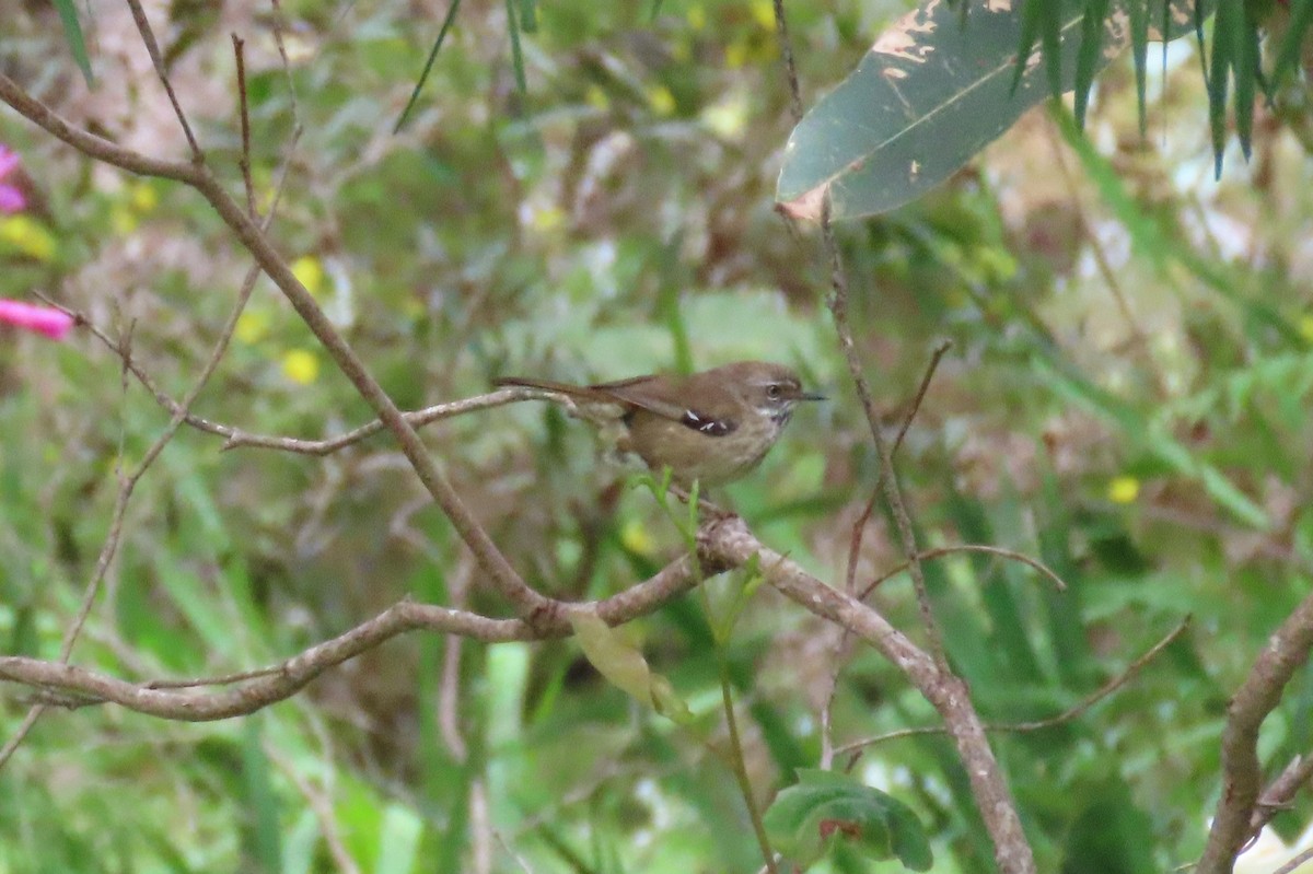 Spotted Scrubwren - ML646019154