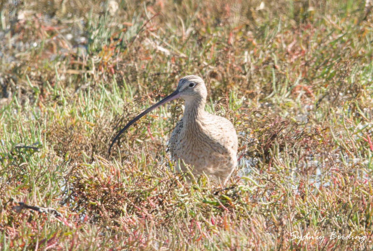 Long-billed Curlew - ML646019156
