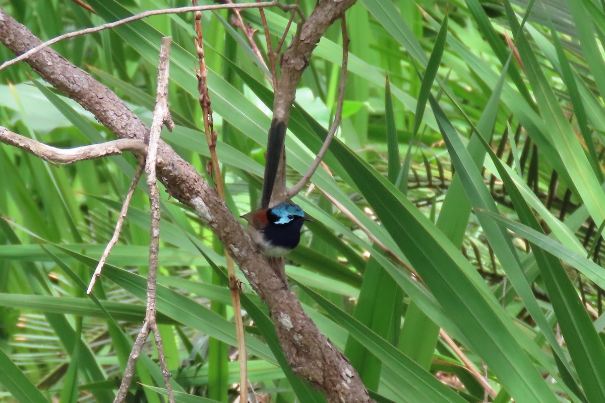 Maluro Elegante - ML646019159