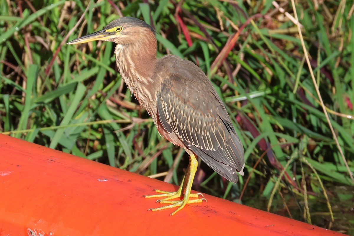 Green Heron - ML646019160