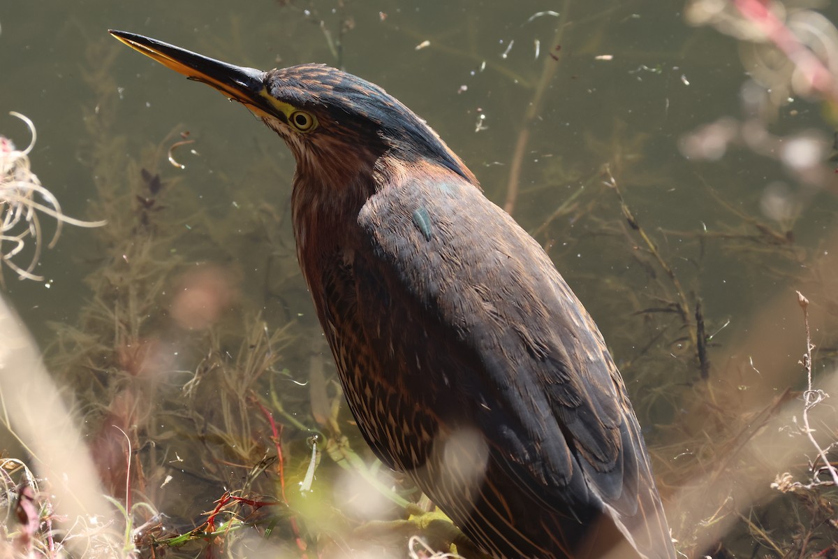 Green Heron - ML646019161