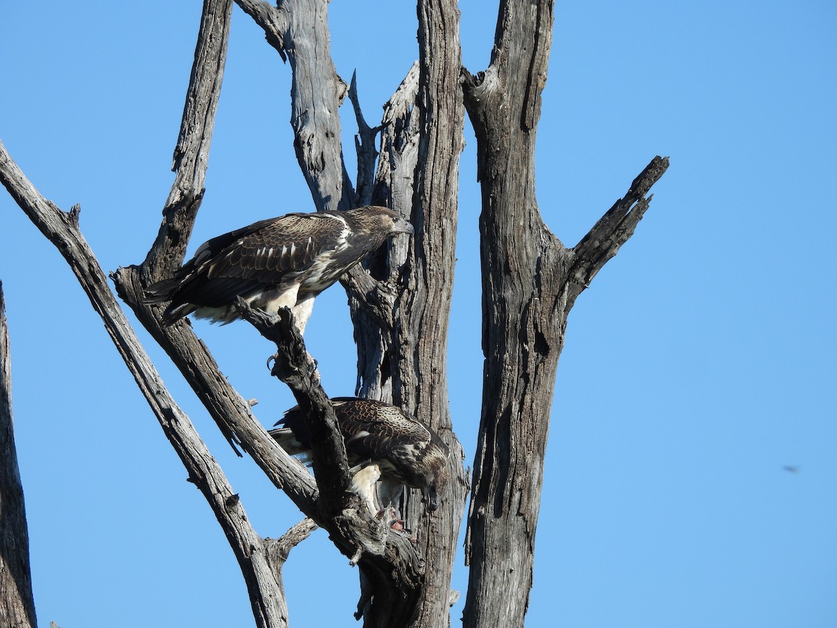 African Fish-Eagle - ML646019162
