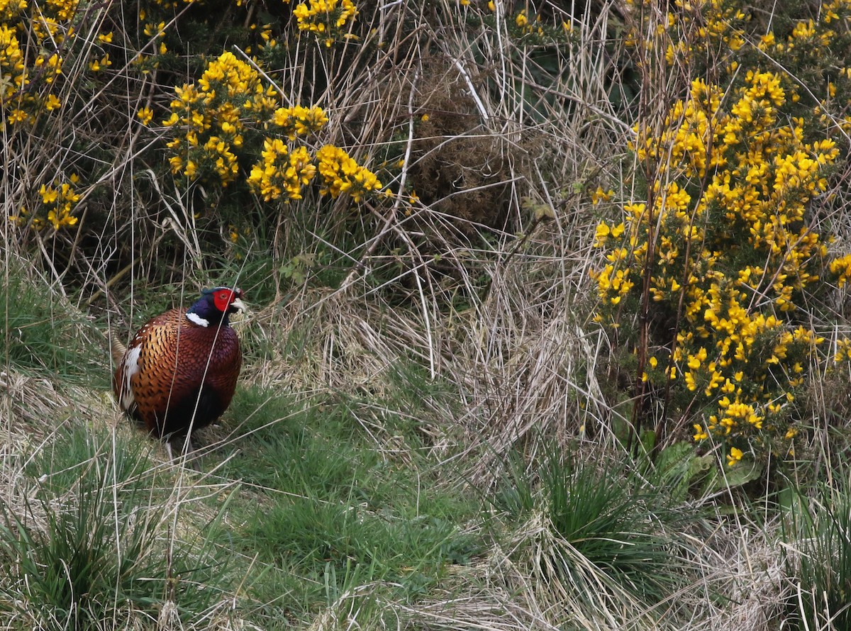 Ring-necked Pheasant - ML646019164