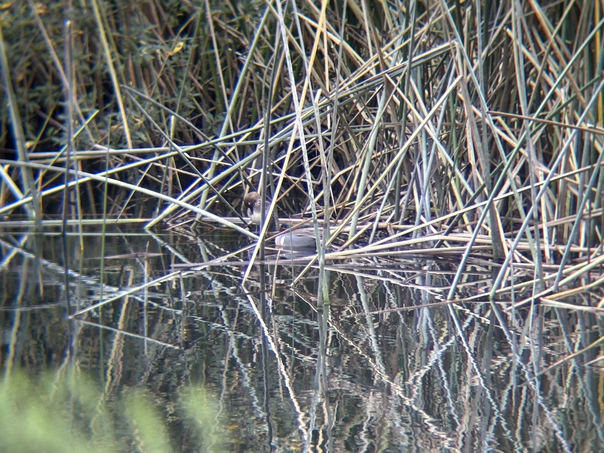 Green-winged Teal - ML646019165