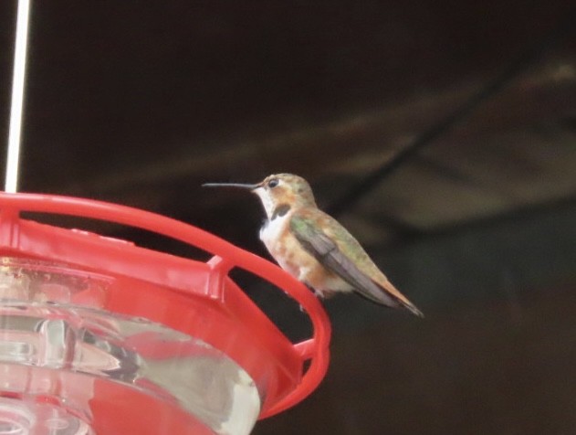 Rufous Hummingbird - ML646019167