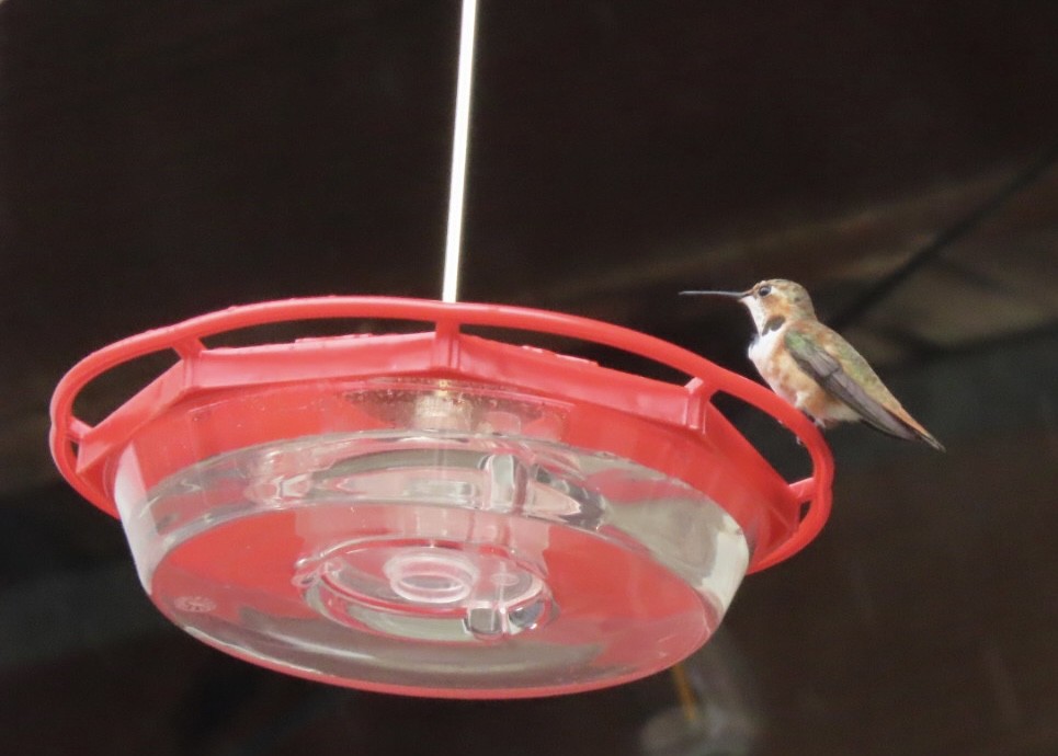 Rufous Hummingbird - ML646019168