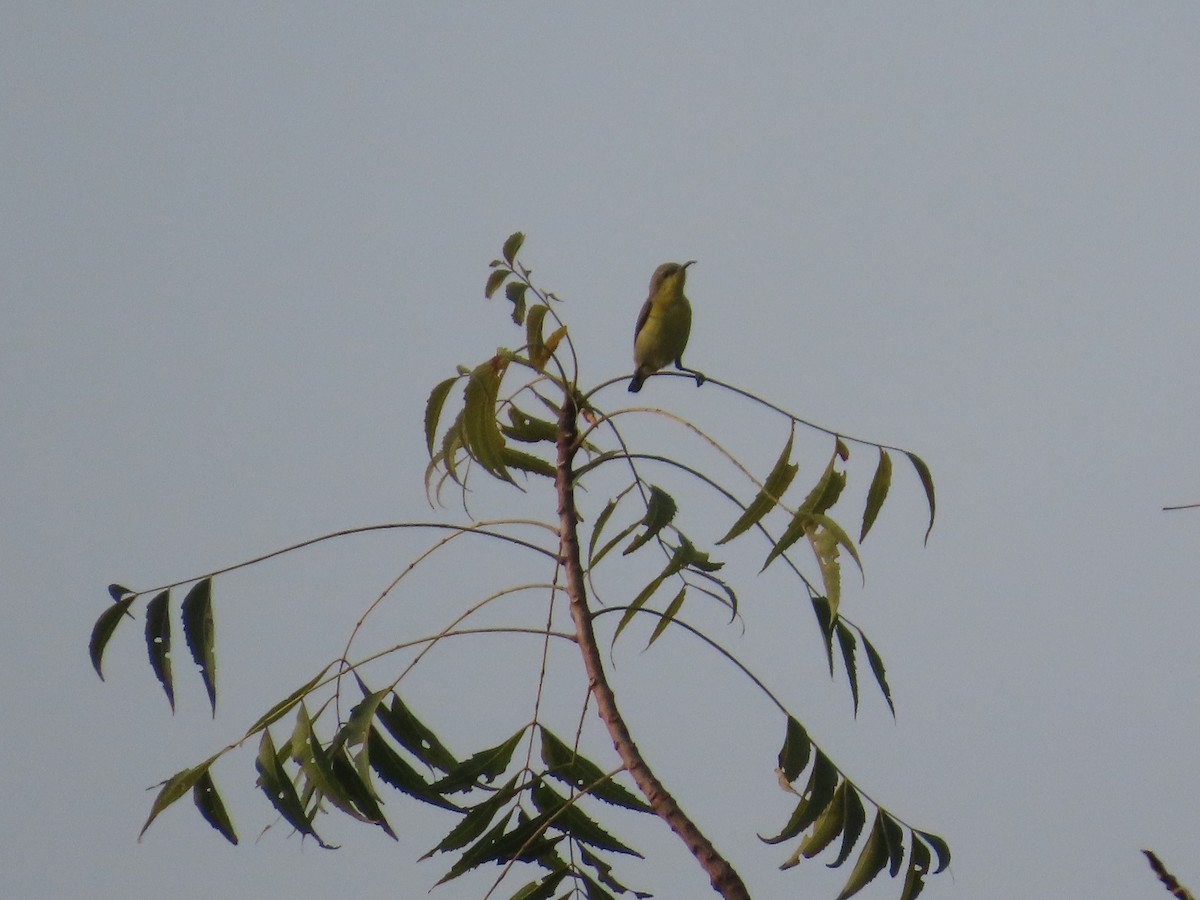 Purple Sunbird - ML646019170