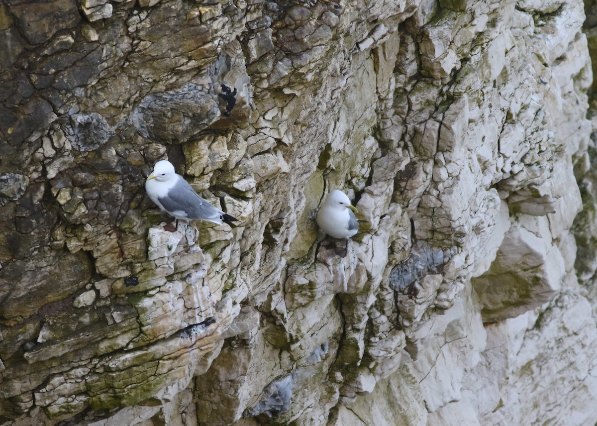 三趾鷗 - ML646019195